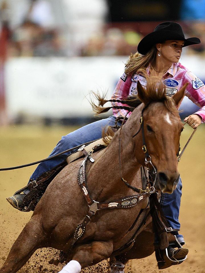 Black and Blue Quarter Horses and Longhorns Alabama